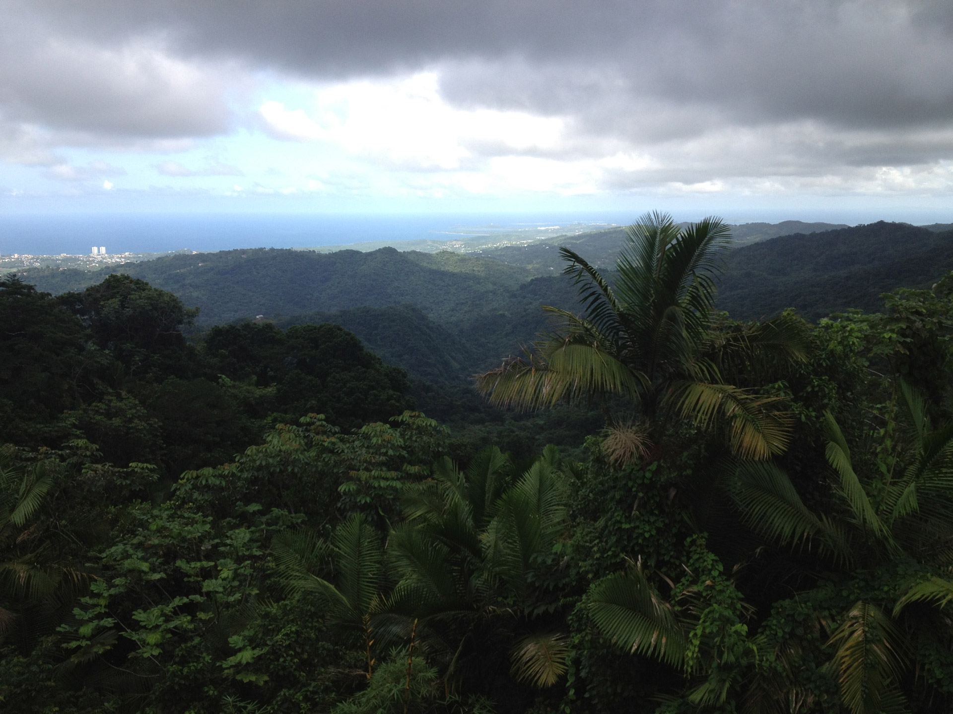 tropical rainforest ocean tropical foliage free photo