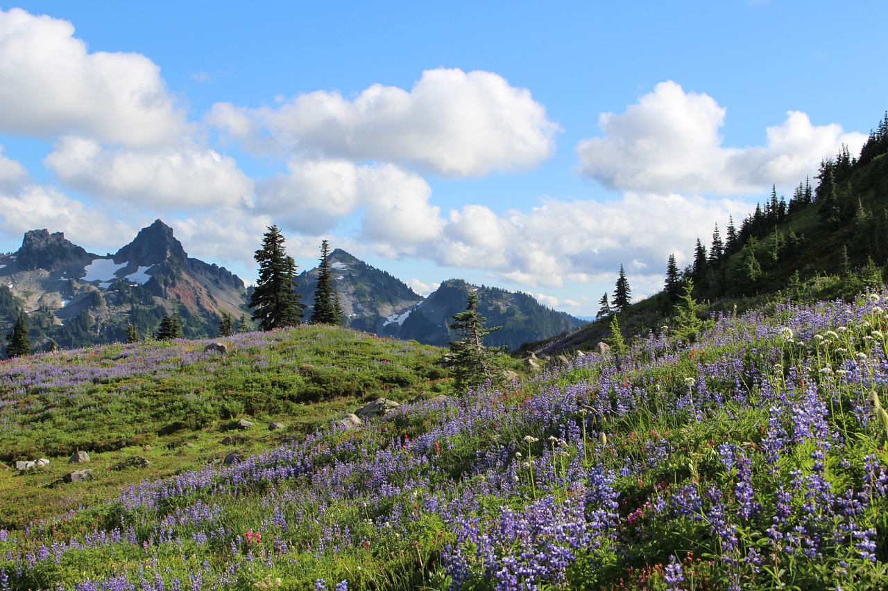 rainier national park free photo