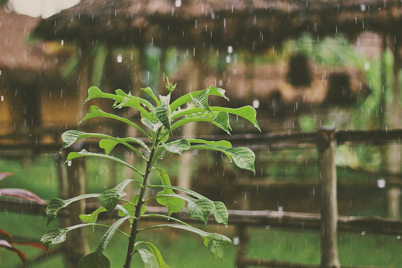 raining rain drops plants free photo