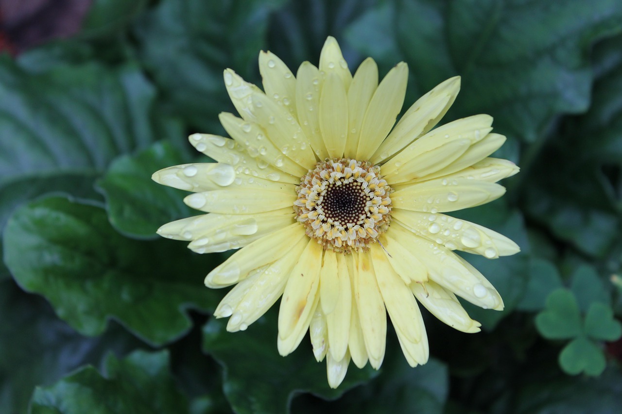 rainy day garden flower free photo