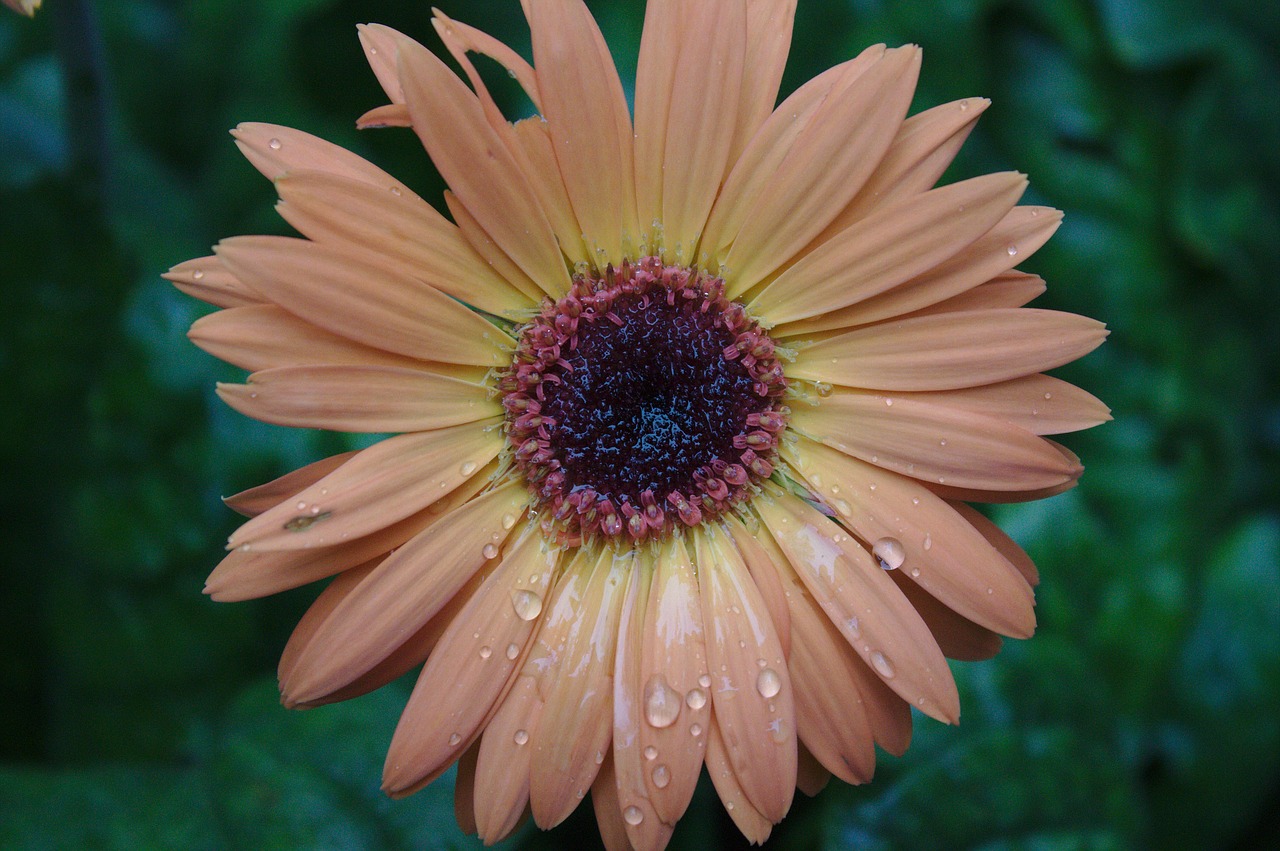 rainy day garden flower free photo