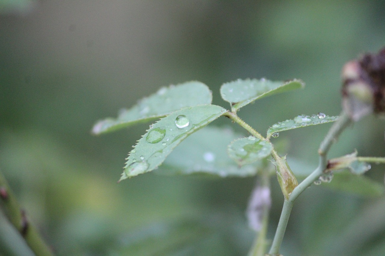 rainy day rain plant free photo