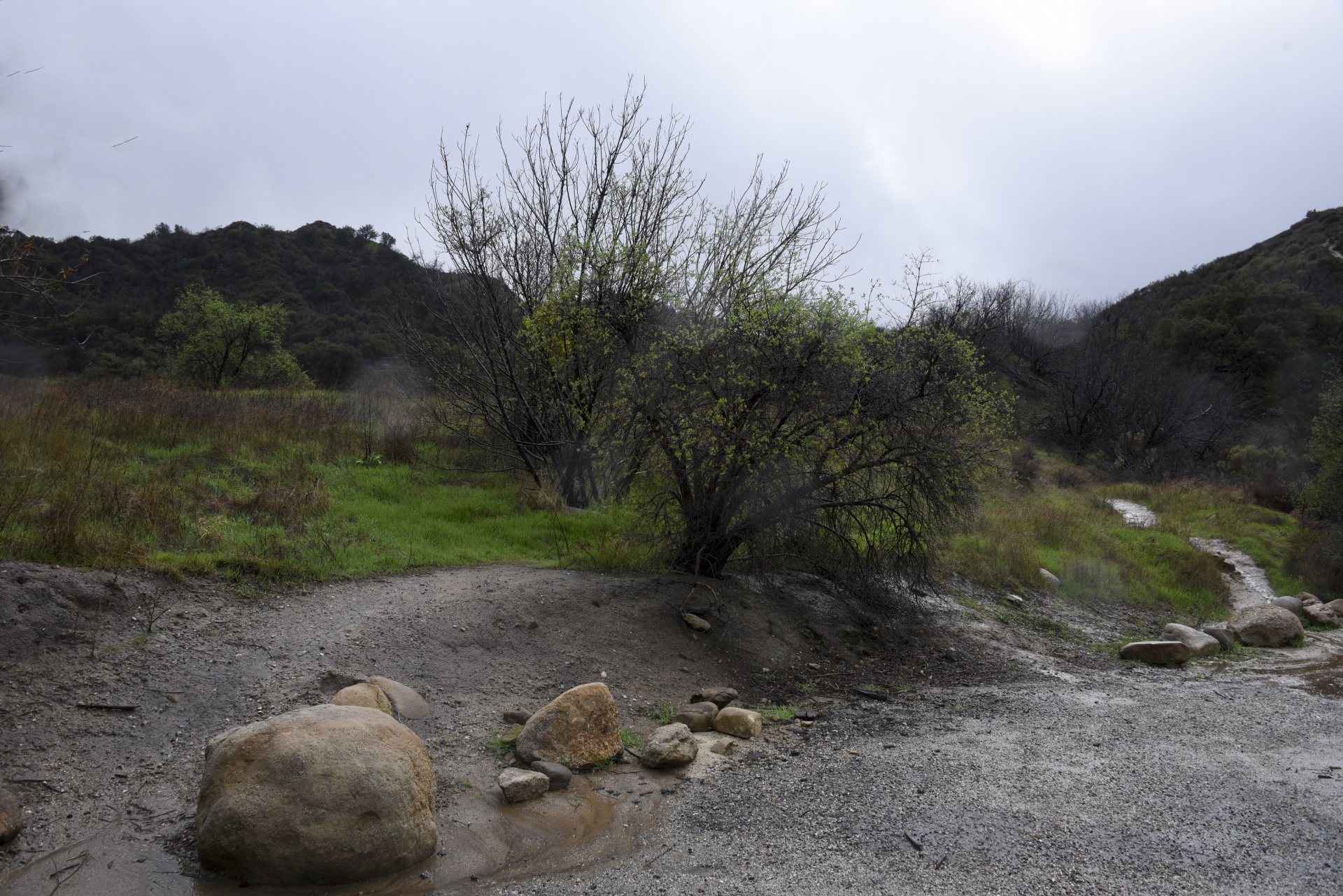 landscape rain wet free photo