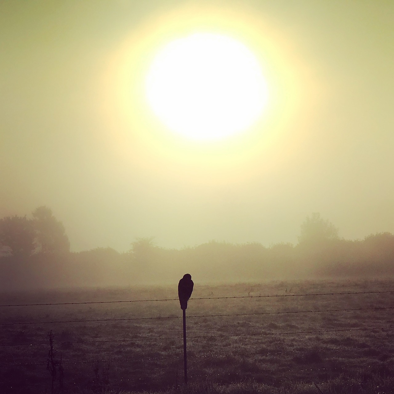 raising sun falcon prairie free photo