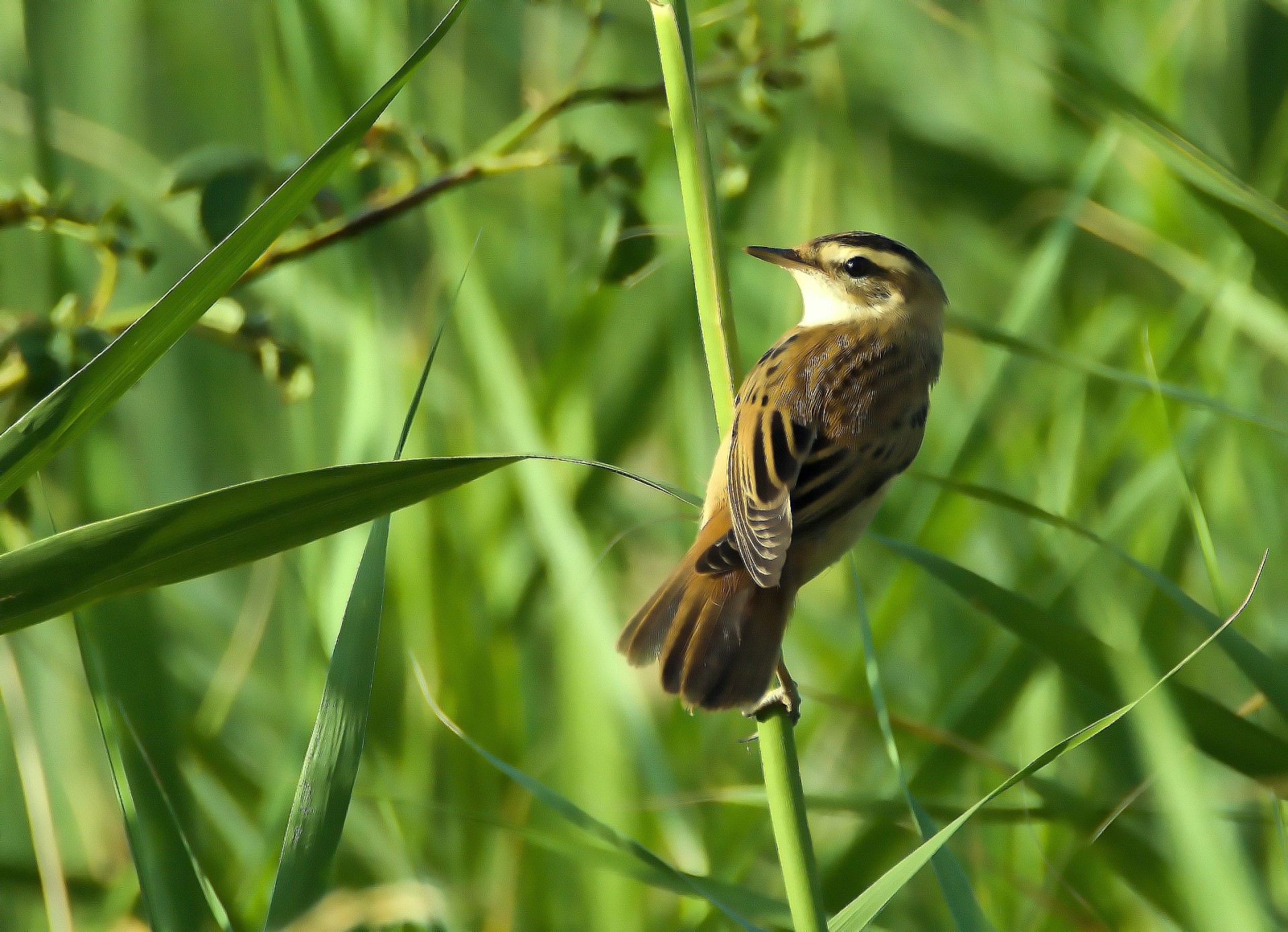 aquatic warbler acrocephalus paludicola bird free photo