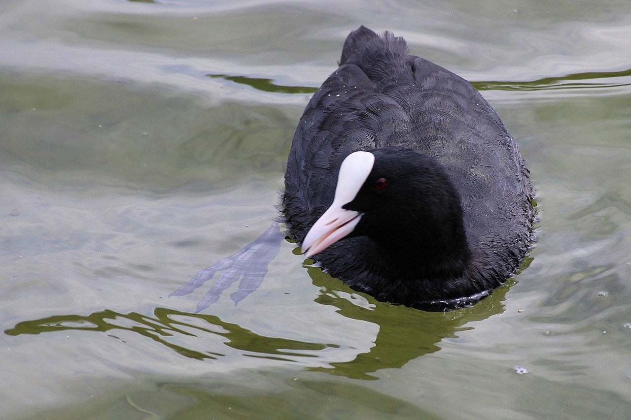 ralle coot water free photo