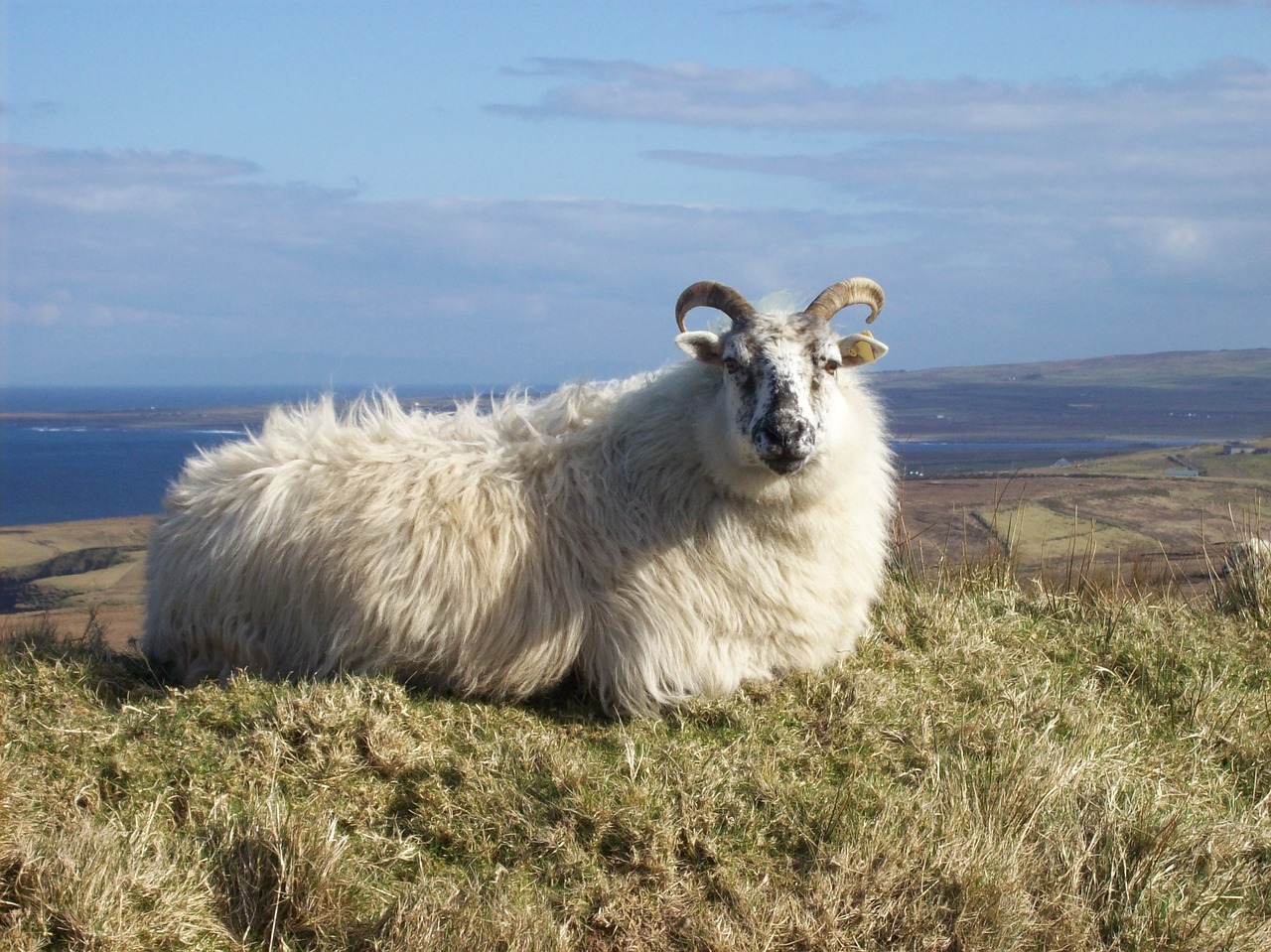 ram ireland nature free photo