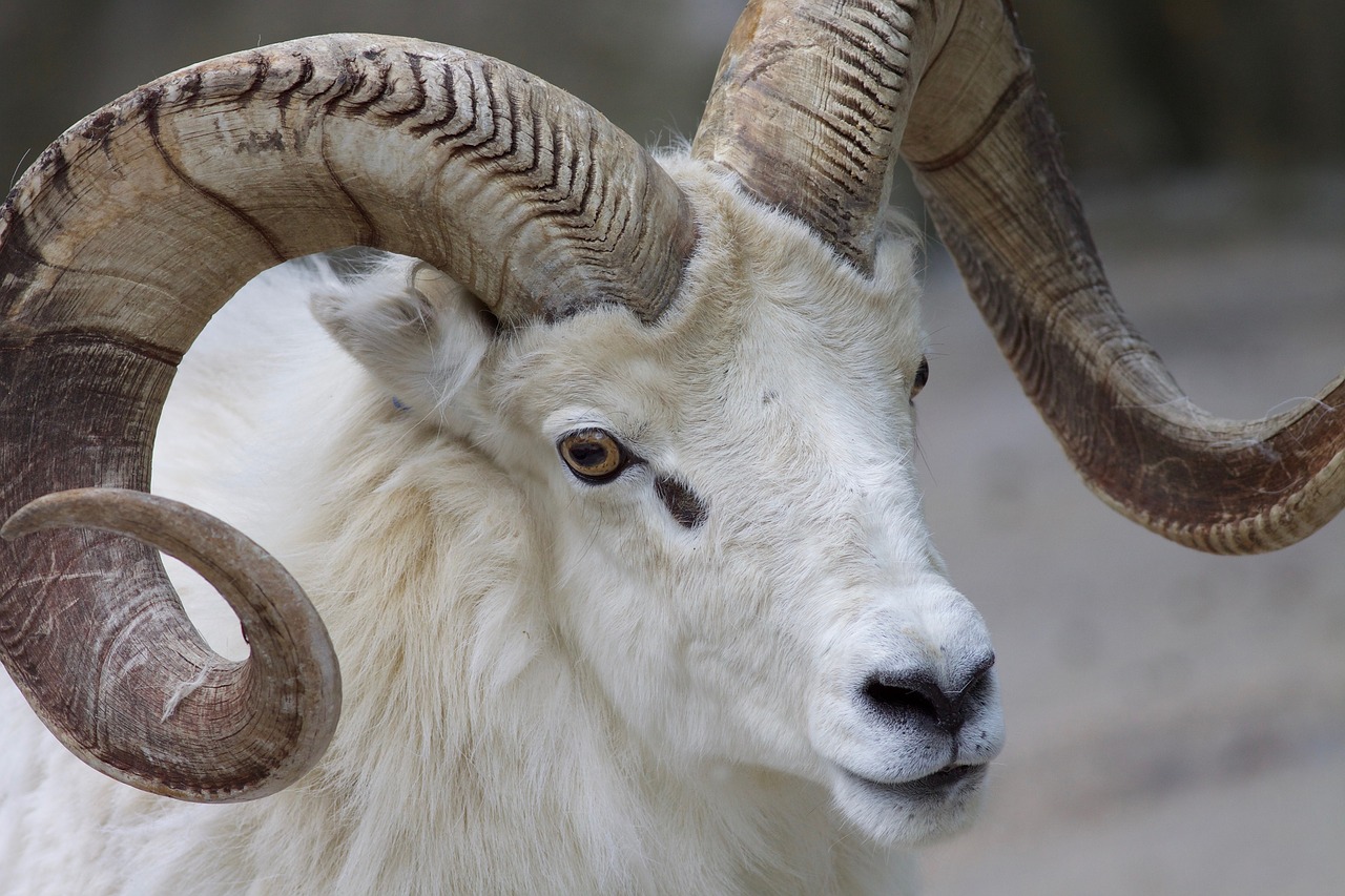 ram sheep horns free photo