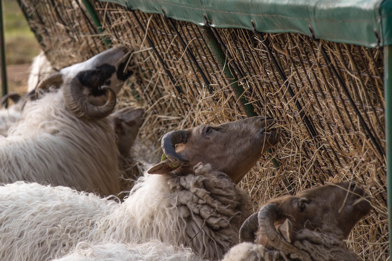 ram animal eating free photo