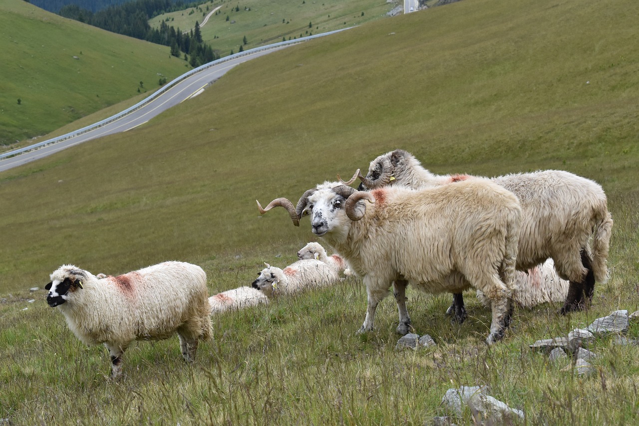 ram pasture sheep free photo