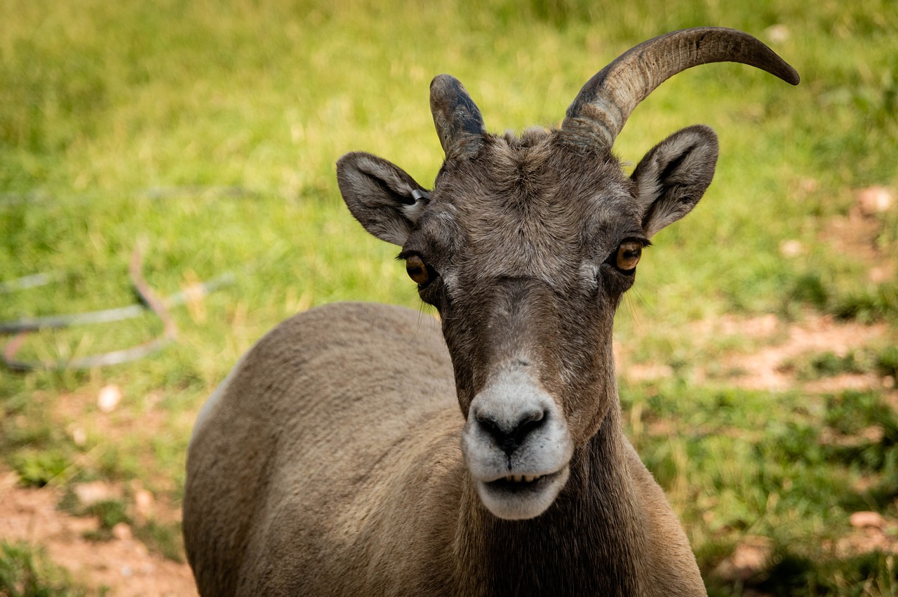 ram  goat  animal free photo