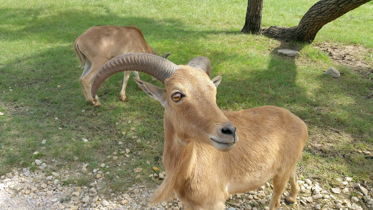 ram animal goat free photo