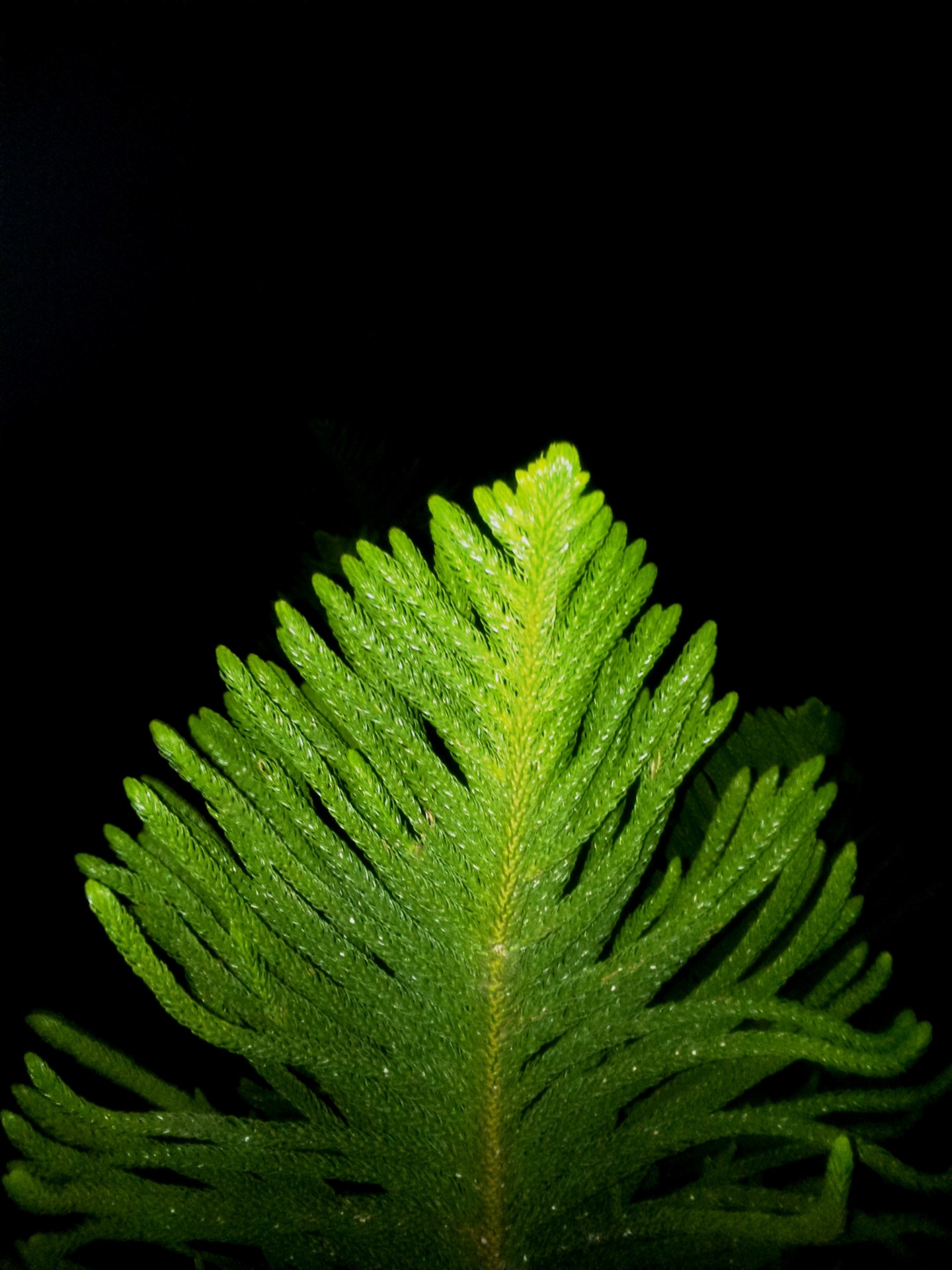 branch araucaria pine tree leaf free photo