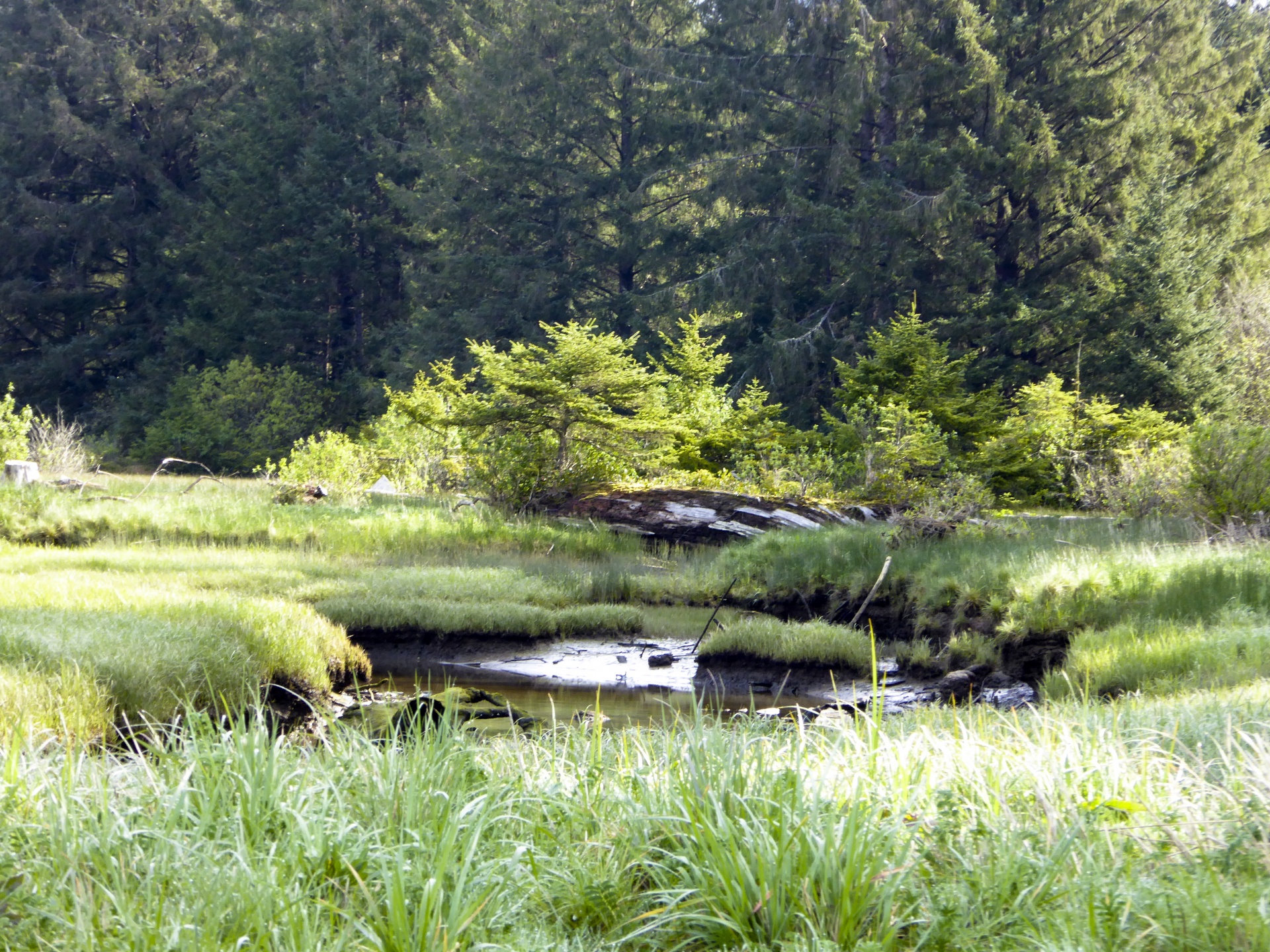 brook stream meadow free photo