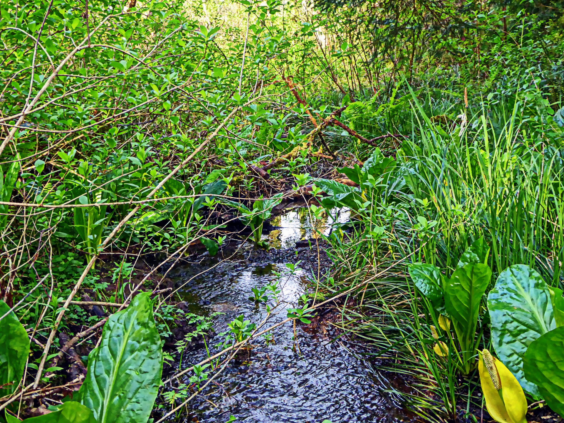 stream water flow free photo