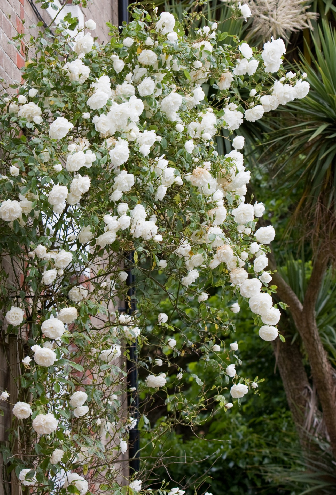 roses flowers beautiful free photo