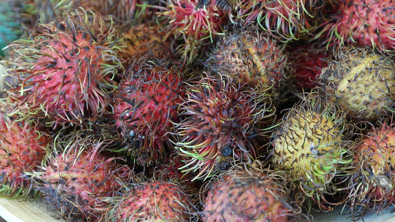 rambutan fruits fruit free photo
