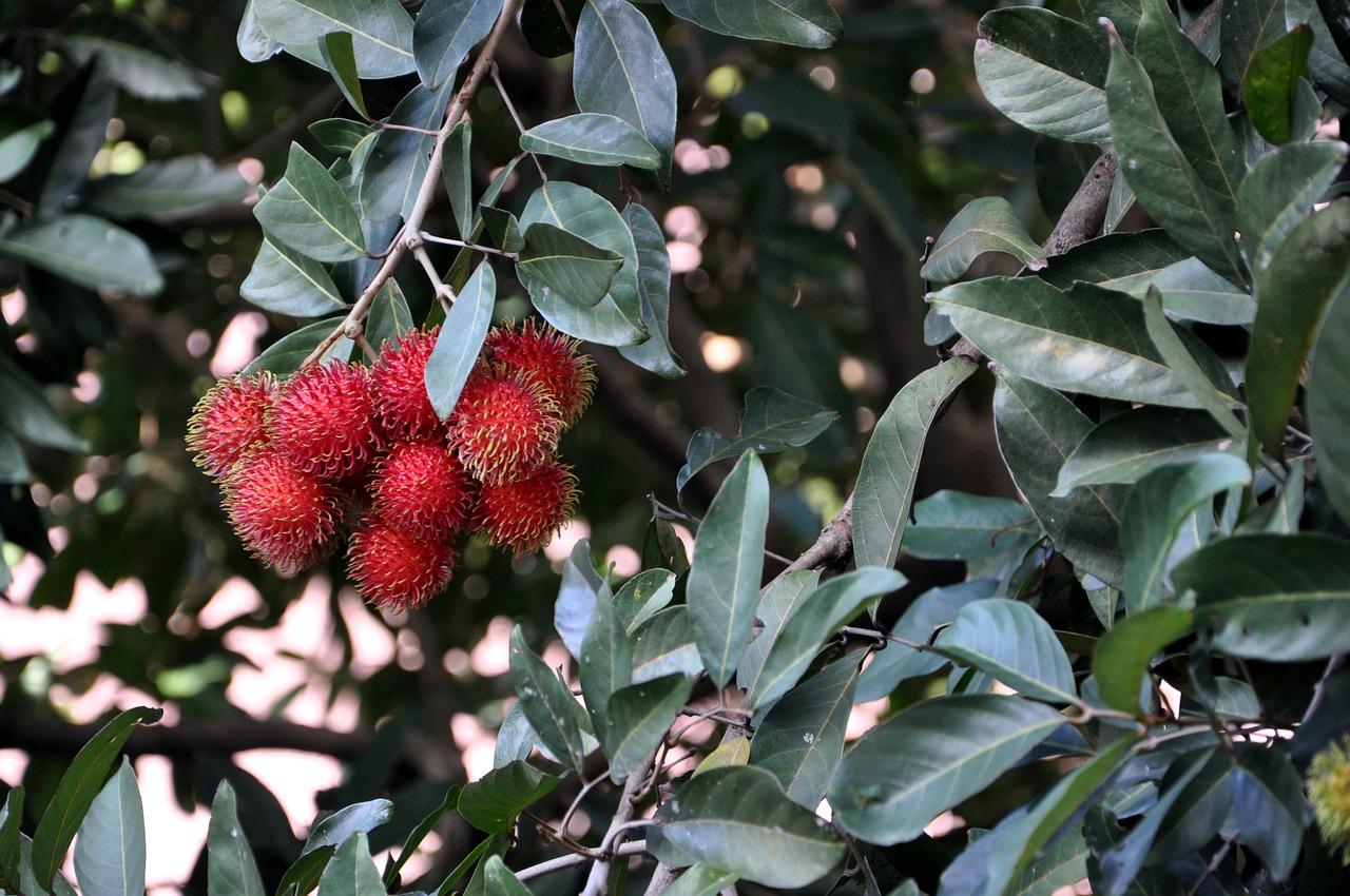 rambutan  fruit  tropical free photo