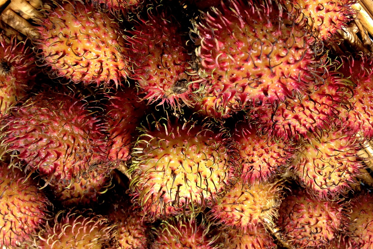 rambutan hairy litchi fruit free photo