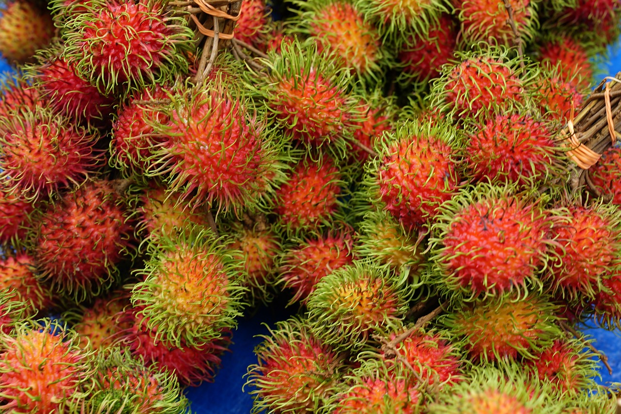rambutans hairy fruits fresh harvest free photo
