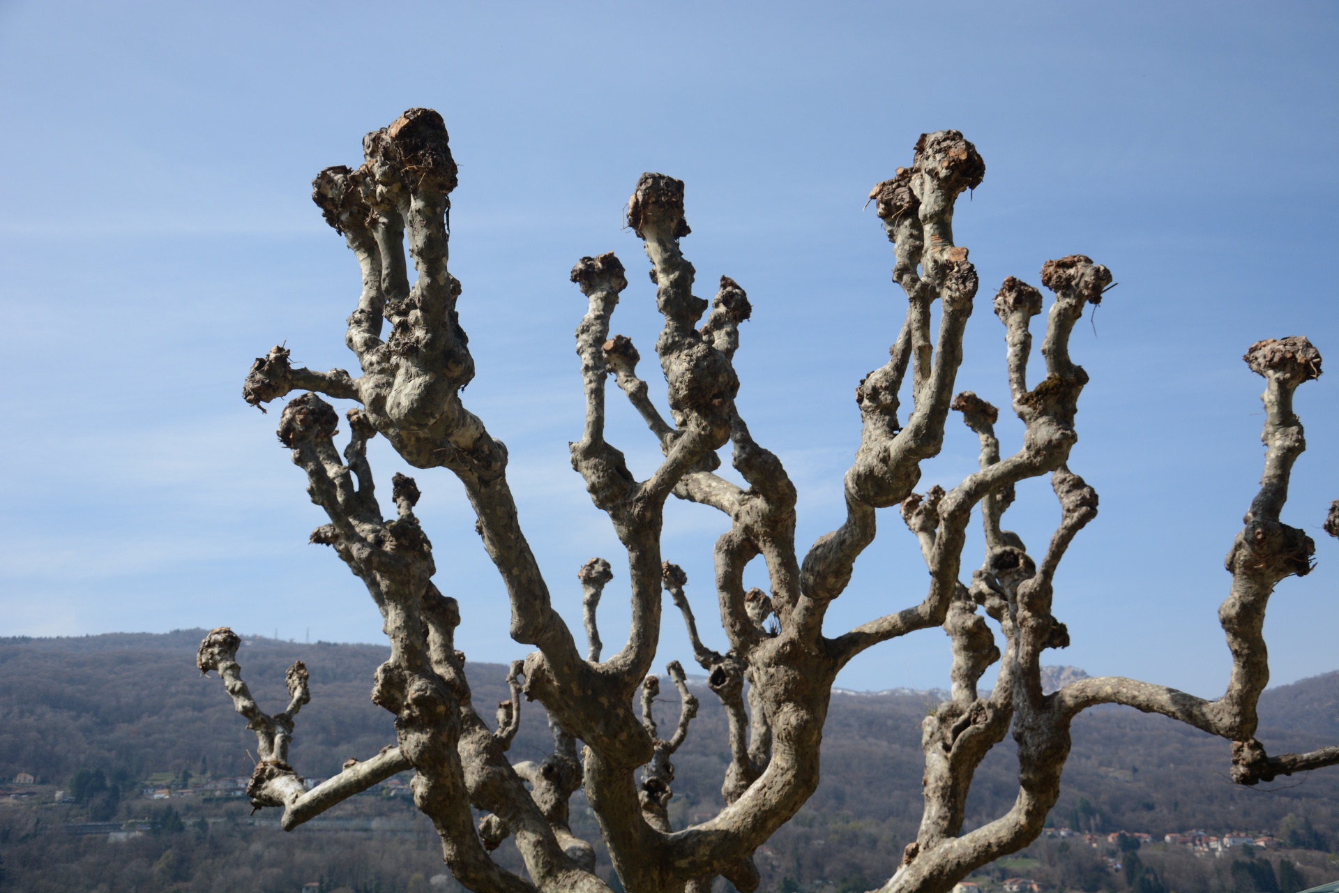 branches tree sky free photo