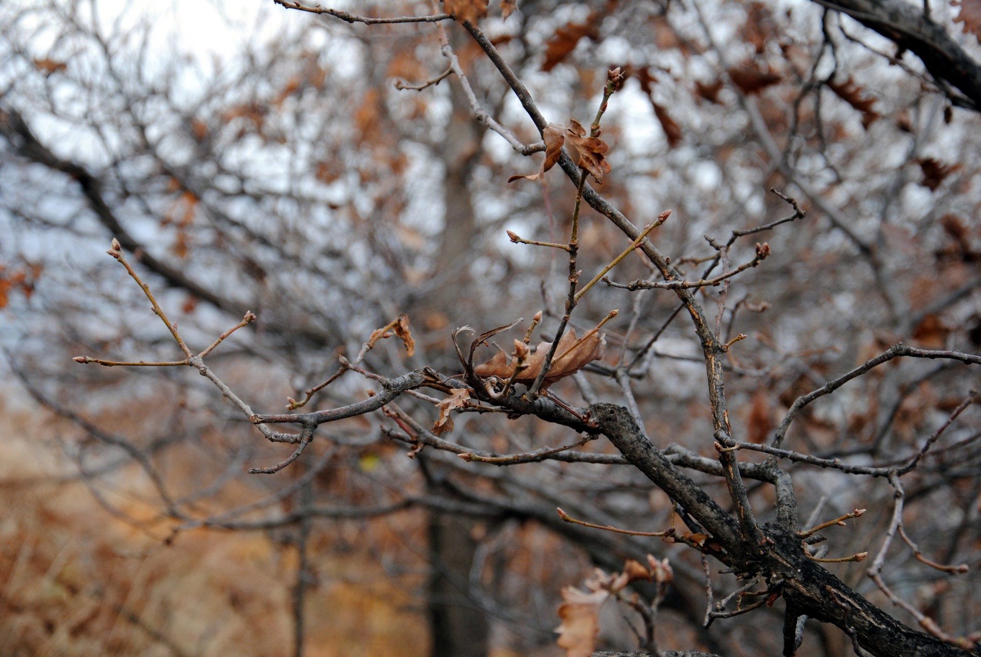 branch nature plant free photo