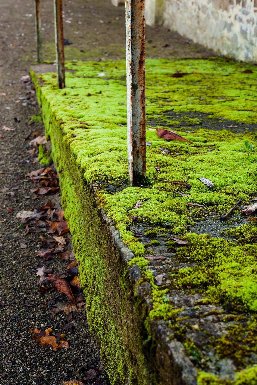 ramp moss green free photo