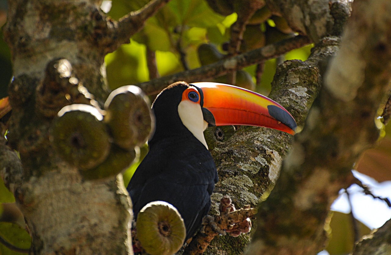 ramphastos  toucan  nature free photo