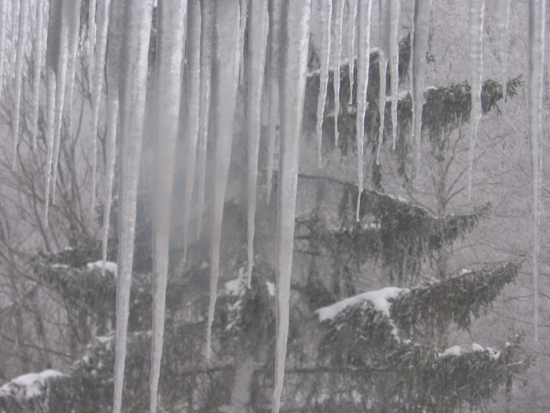 winter window icicles free photo