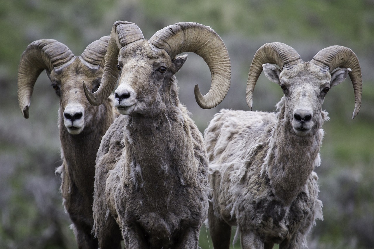 rams bighorn sheep wildlife free photo