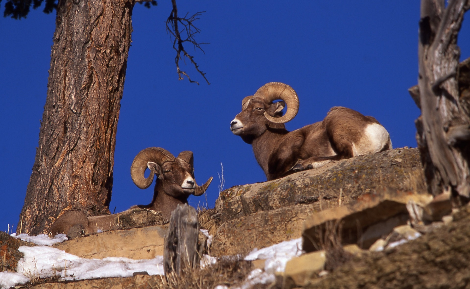 bighorn sheep resting free photo