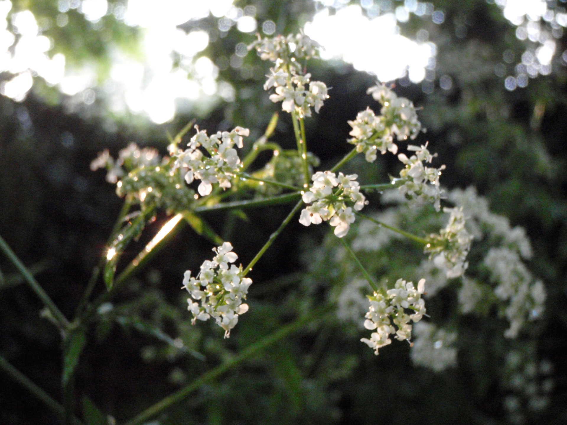 ramsbury flowers evening free photo