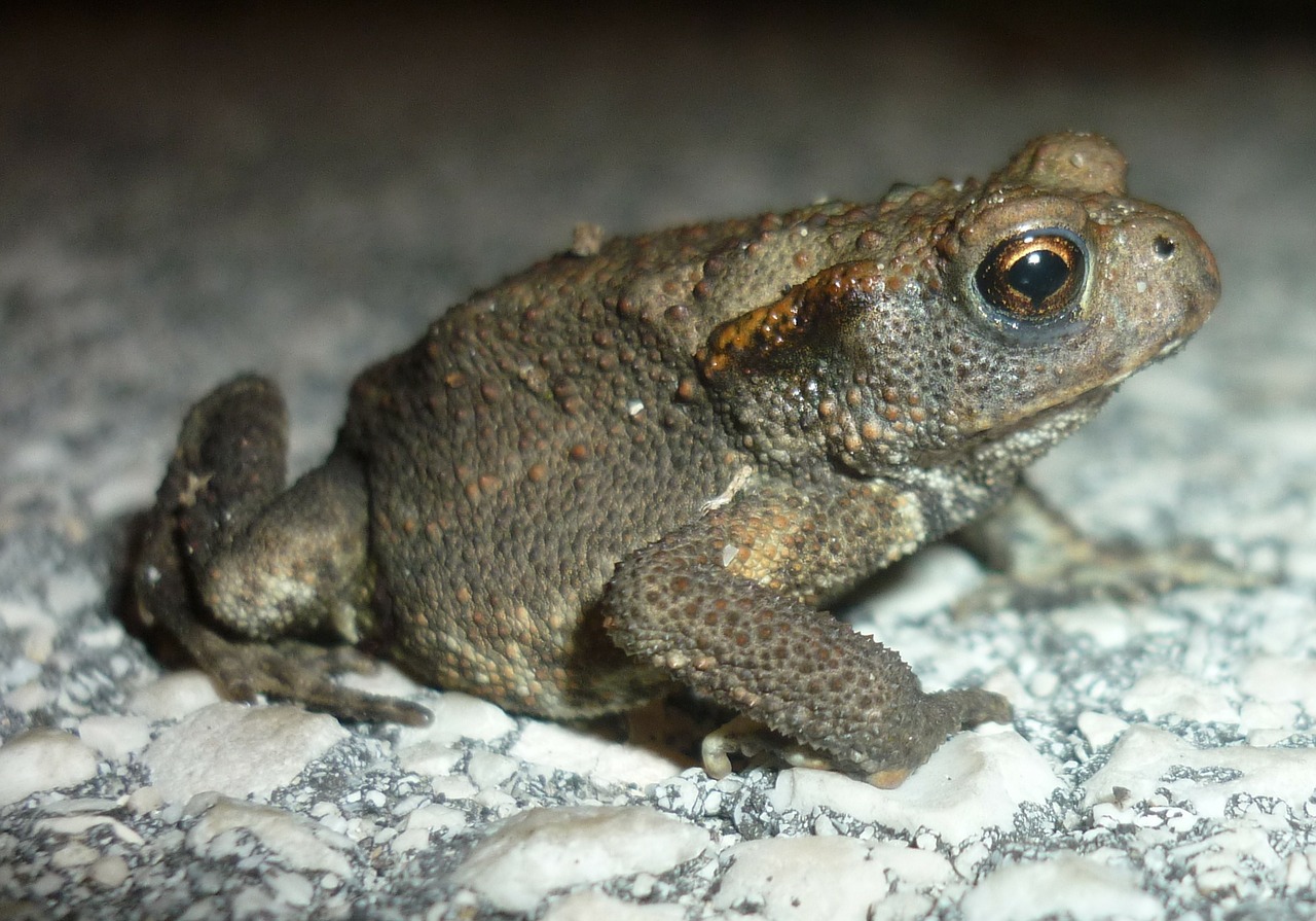 rana toad amphibian free photo