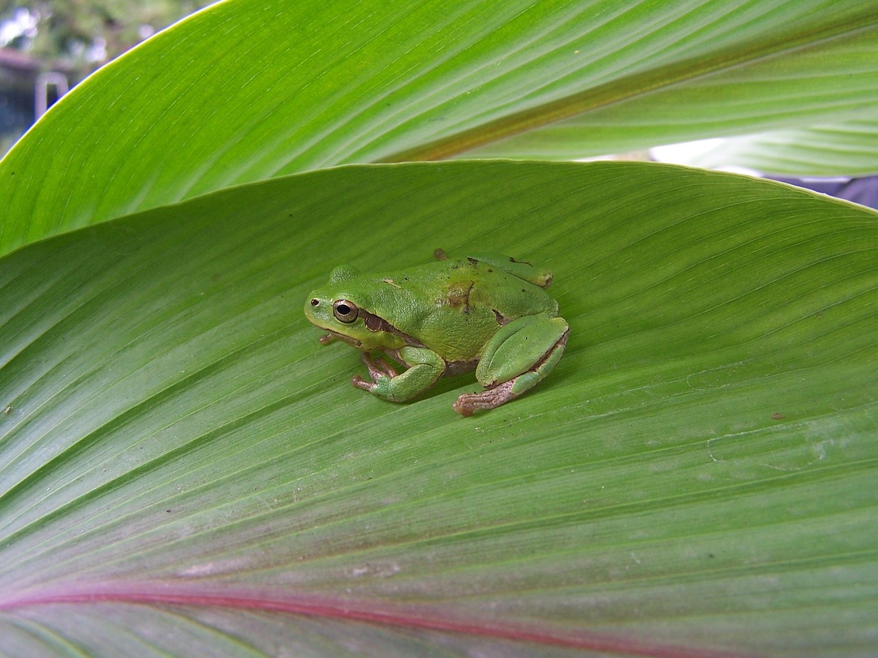 rana toad leaf free photo