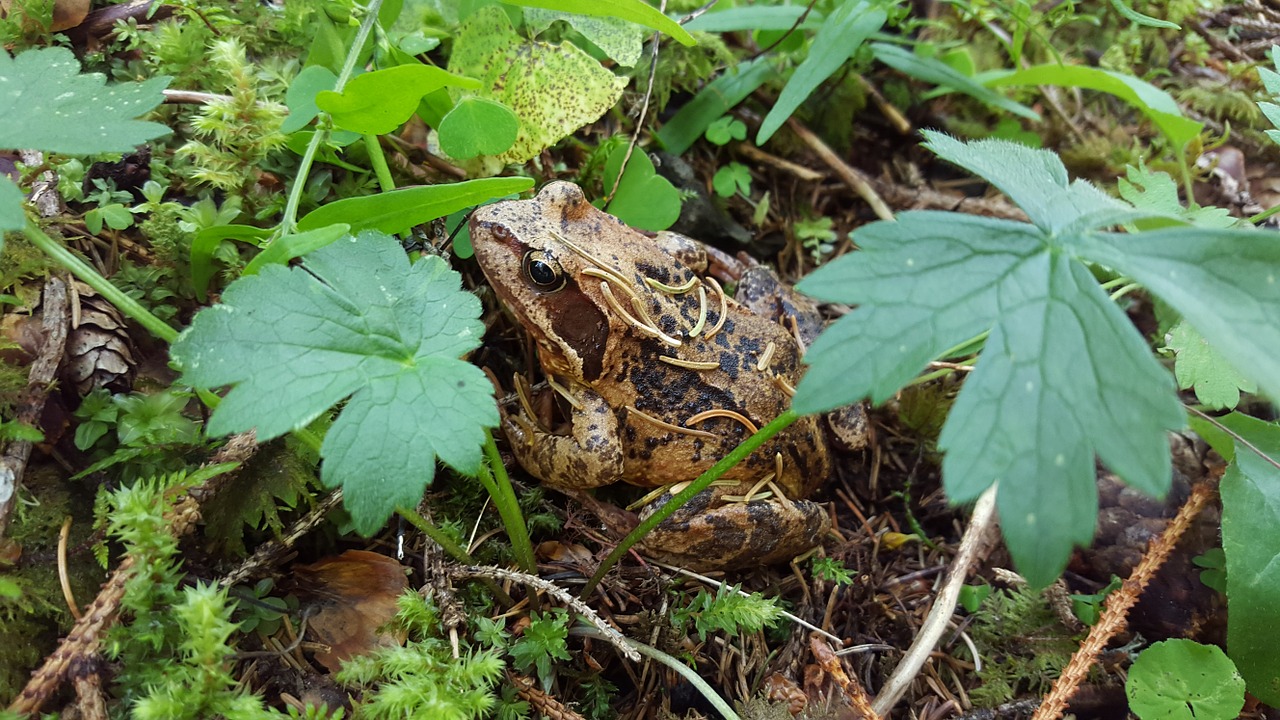 rana toad amphibians free photo