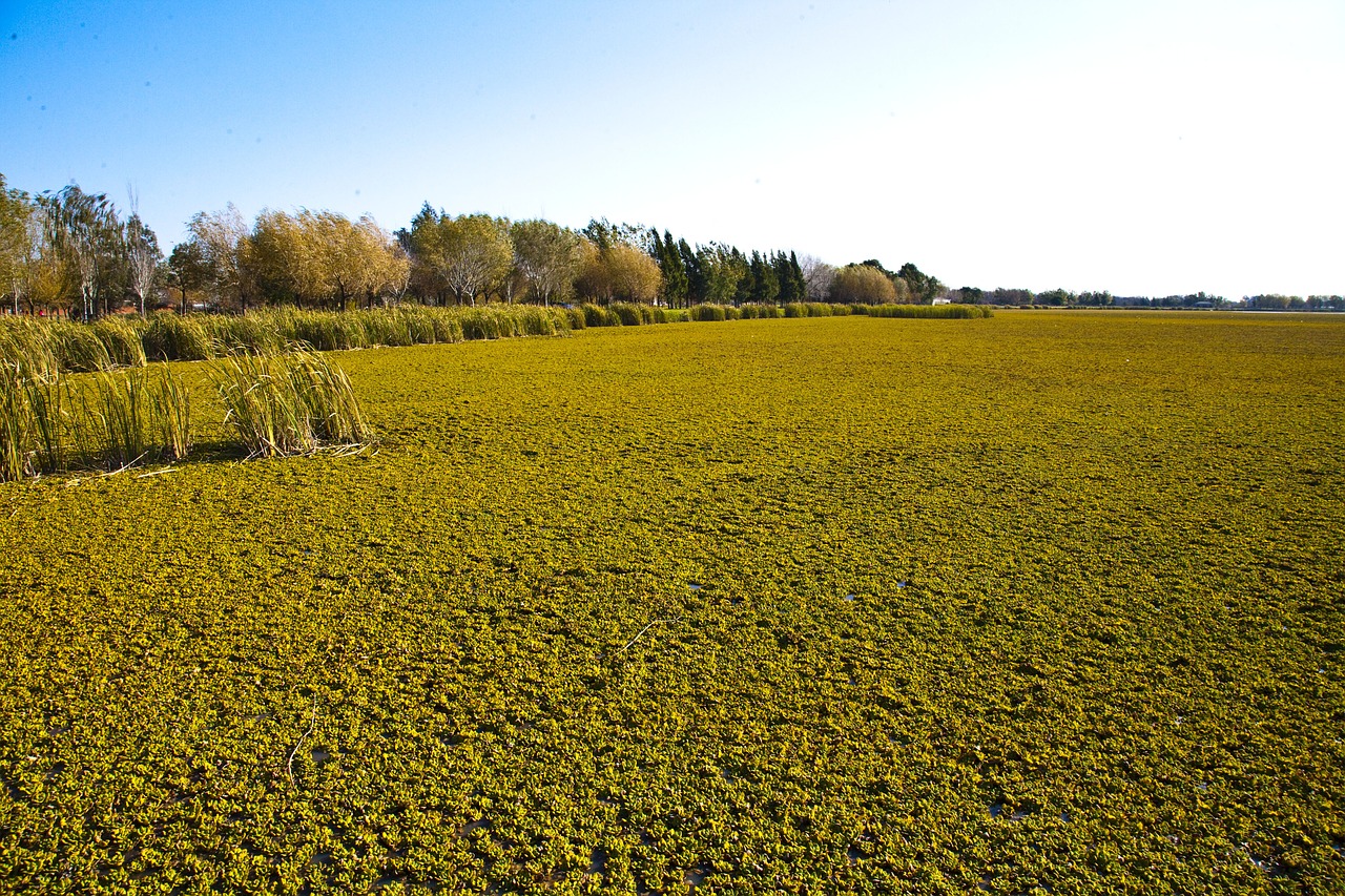 ranches field argentina free photo