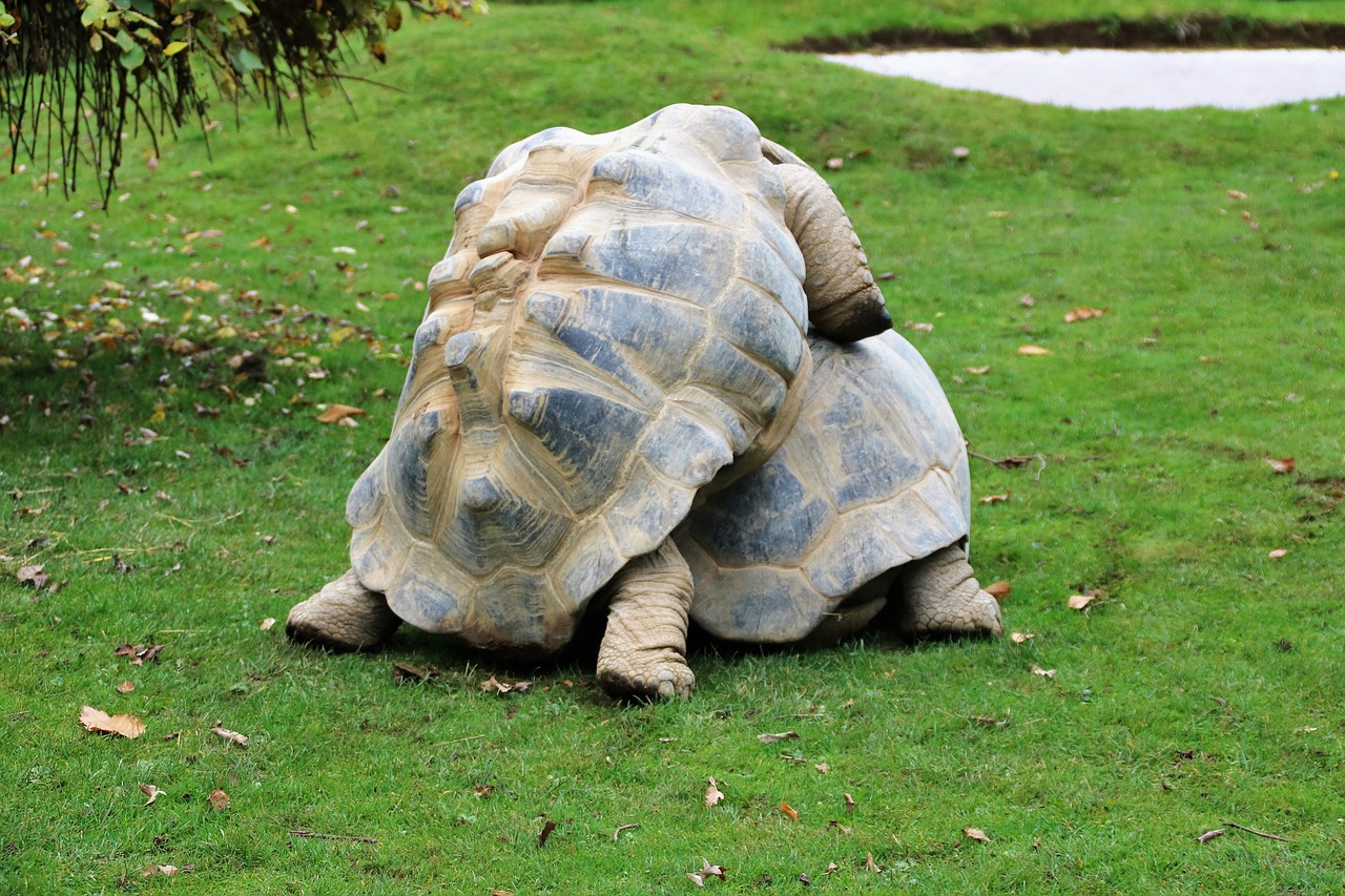 randy tortoise wildlife animal free photo