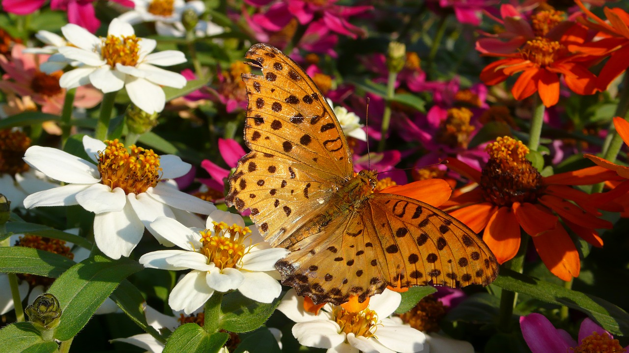 range or service  crape myrtle  flowers and butterfly free photo
