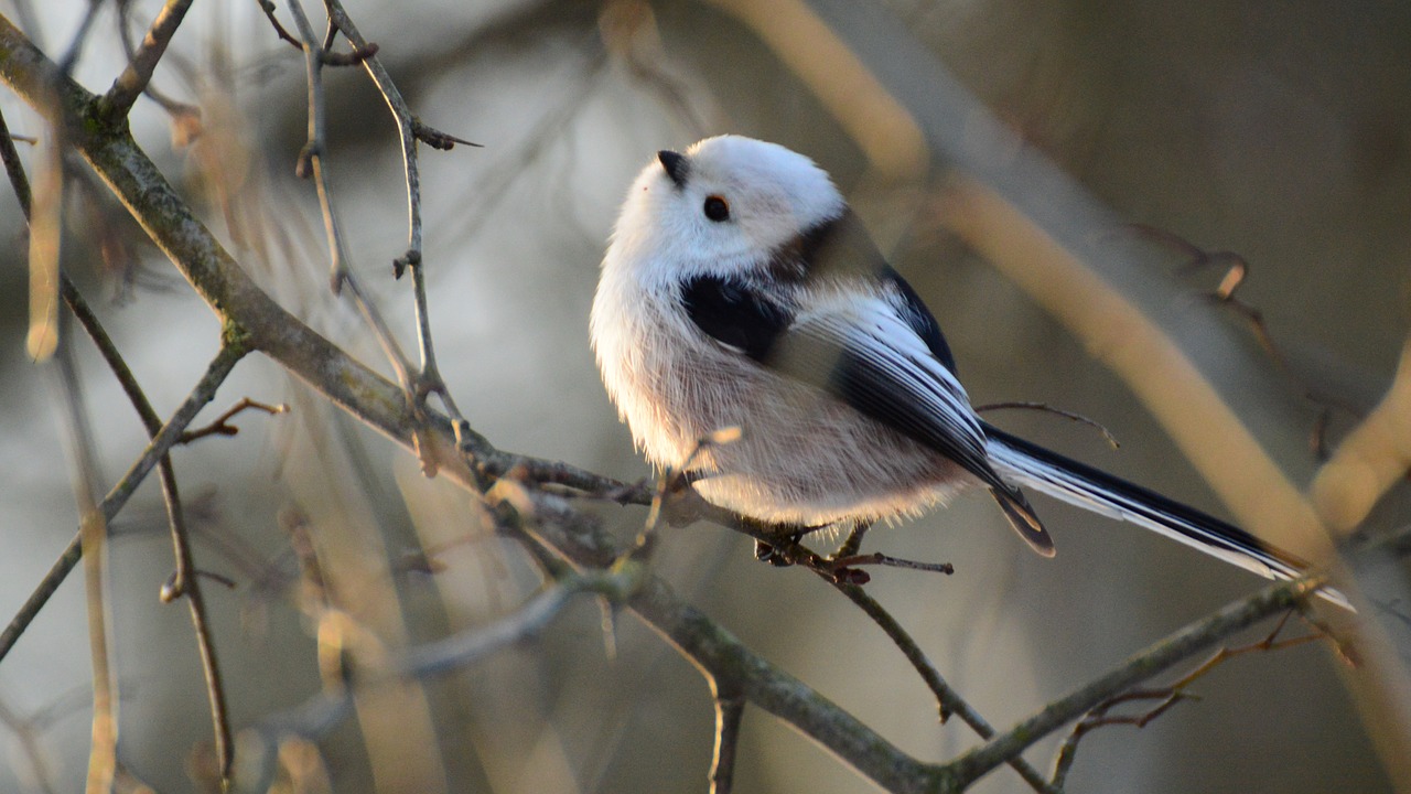 raniuszek reverie winter free photo