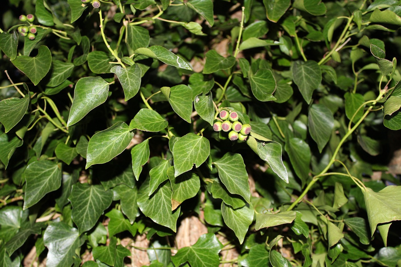 rank plant green leaves free photo