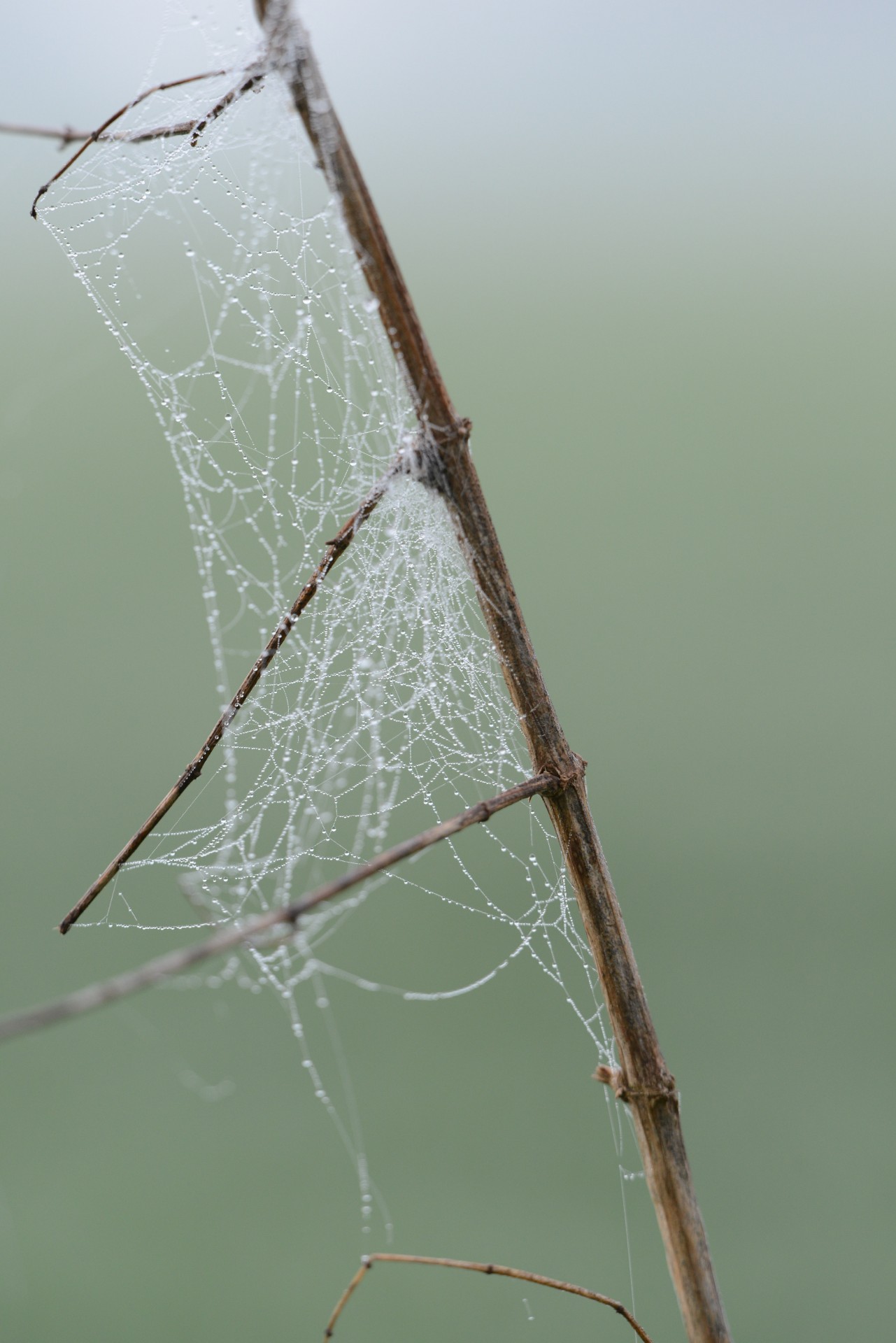 dew morning cobweb free photo