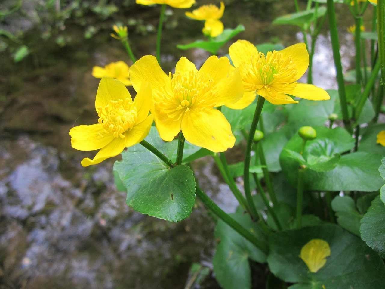 ranunculaceae wildflower yellow free photo