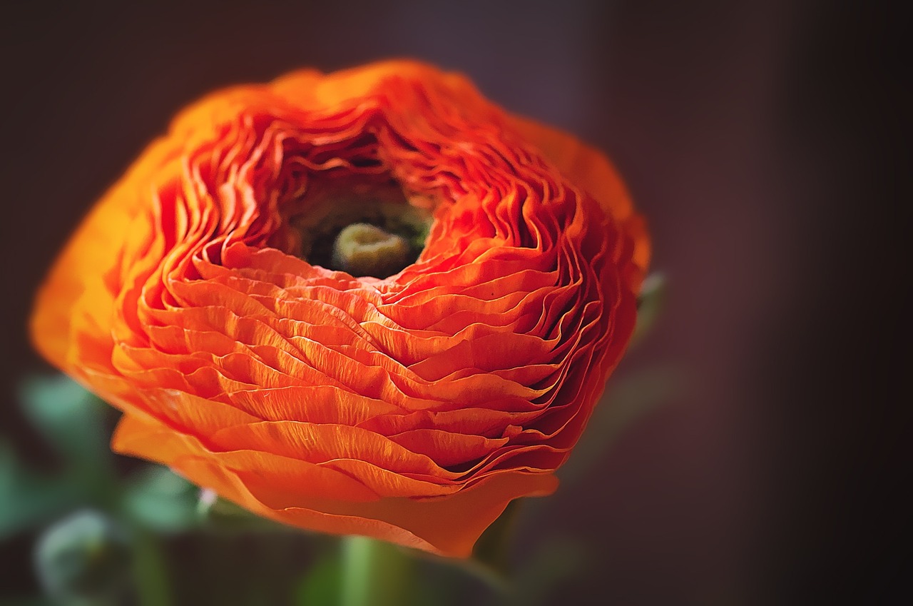 ranunculus asian crowfoot flower free photo