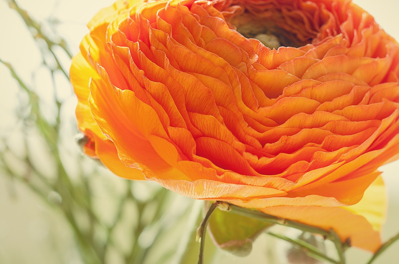 ranunculus flower blossom free photo