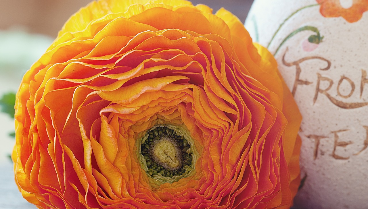 ranunculus flower blossom free photo