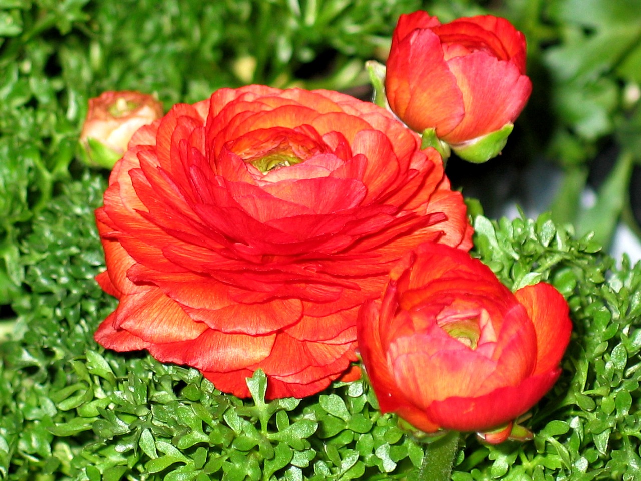 ranunculus flowers flower free photo