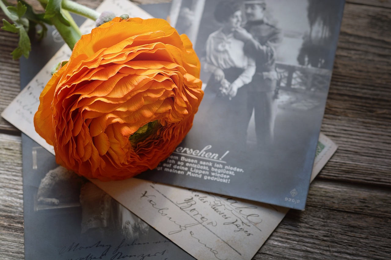 ranunculus flower orange free photo