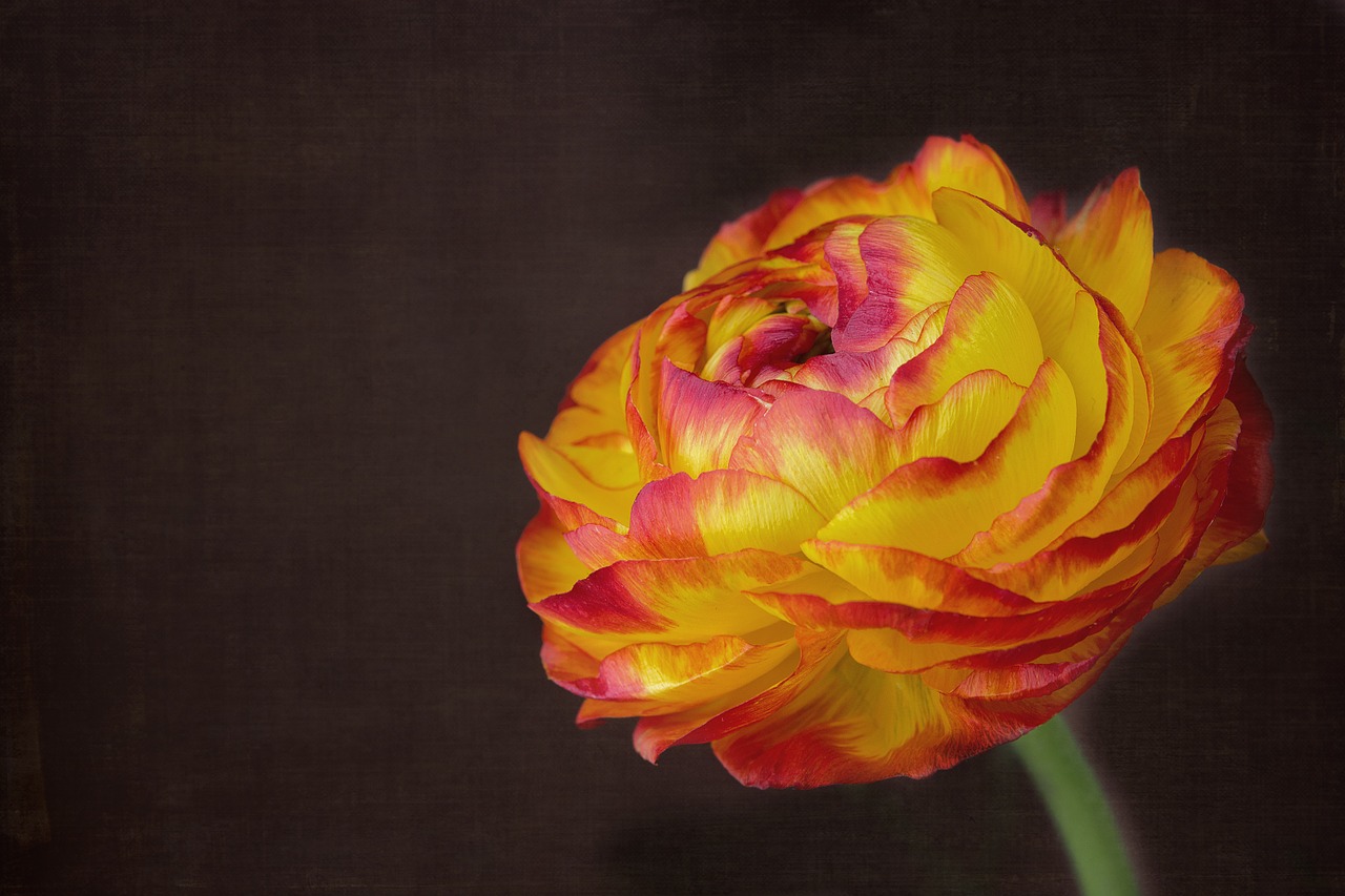 ranunculus flower blossom free photo