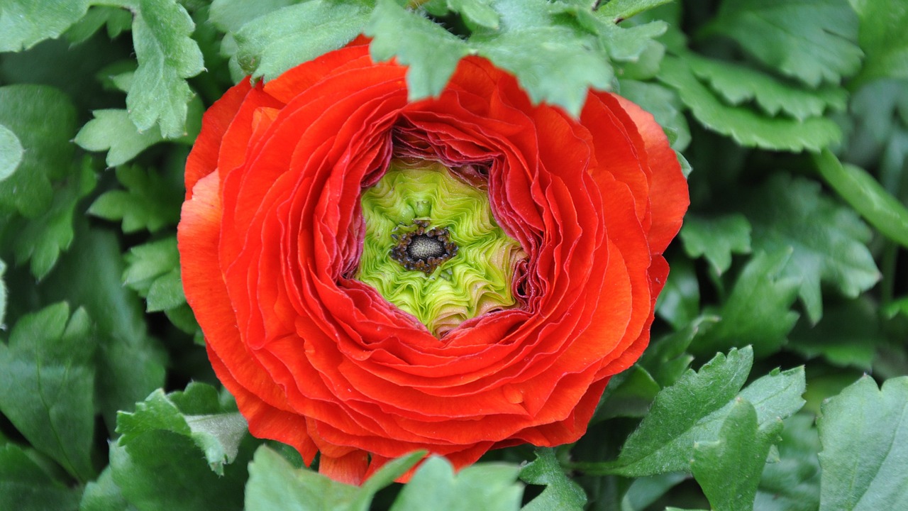 ranunculus red goldilocks flower free photo