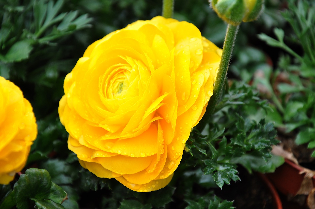 ranunculus yellow goldilocks free photo